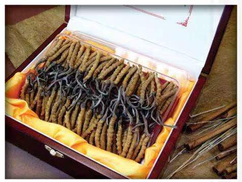 科尔沁左翼后冬虫夏草回收